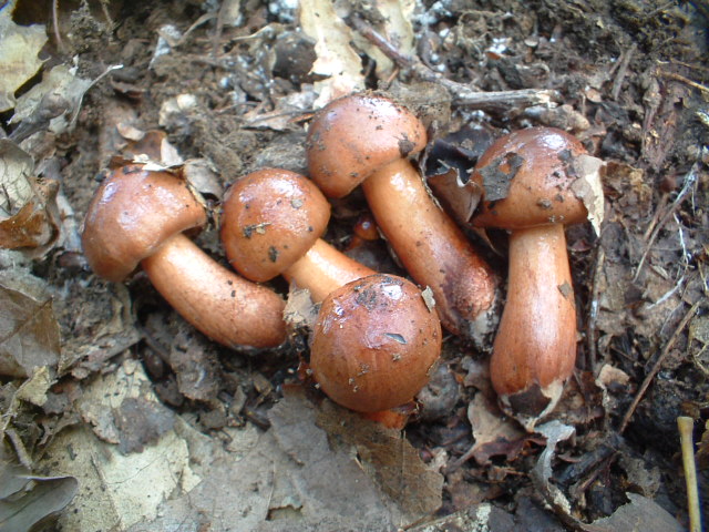 Tricholoma ustaloides